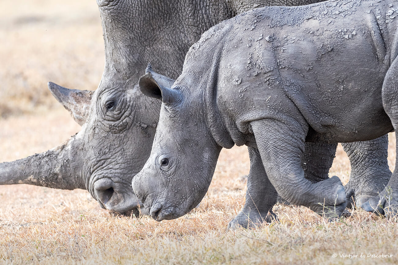 rinoceronte con su cría en la mejor reserva que ver en Kenia en 7 días