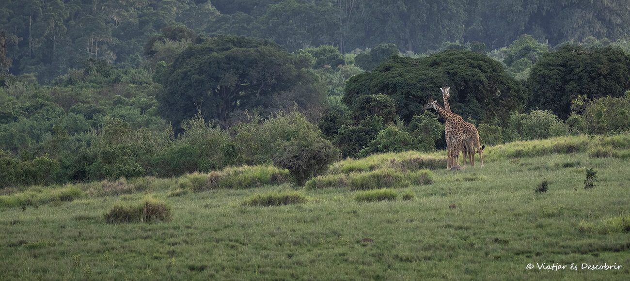 dos jirafas en la parte selvática que rodea el cráter del Ngorongoro