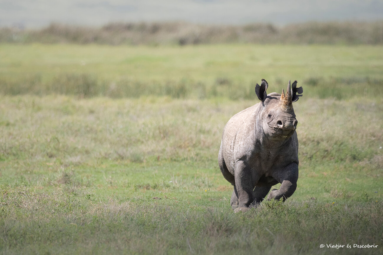 rinoceronte negro en el interior del cráter del Ngorongoro en un safari en grupo