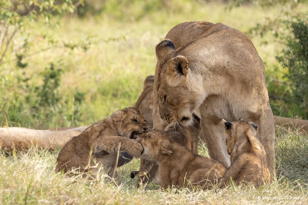 la nueva generación de leones de la Rongai Pride en un momento muy bonito del safari que pude ver en Kenia en 7 días