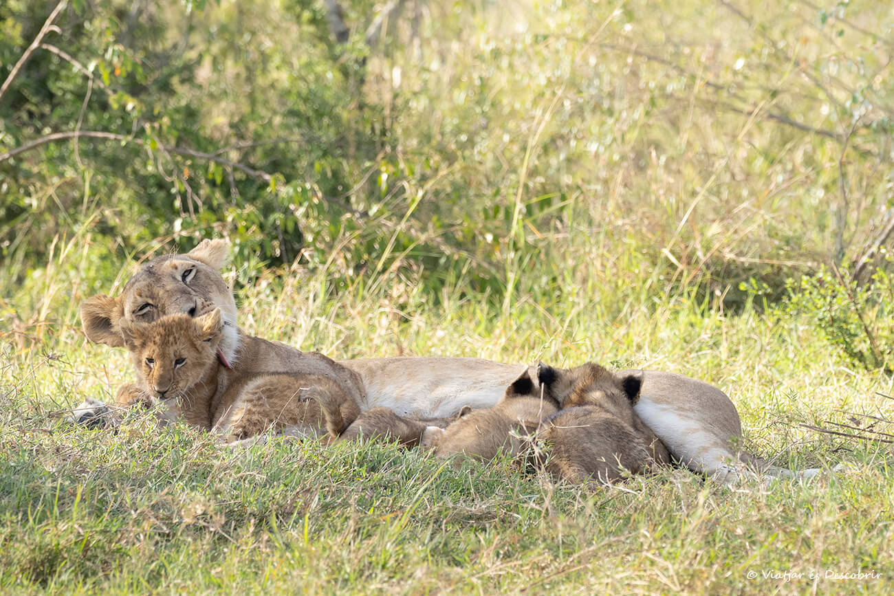 leona con sus cachorros en un safari en Kenia en 7 días