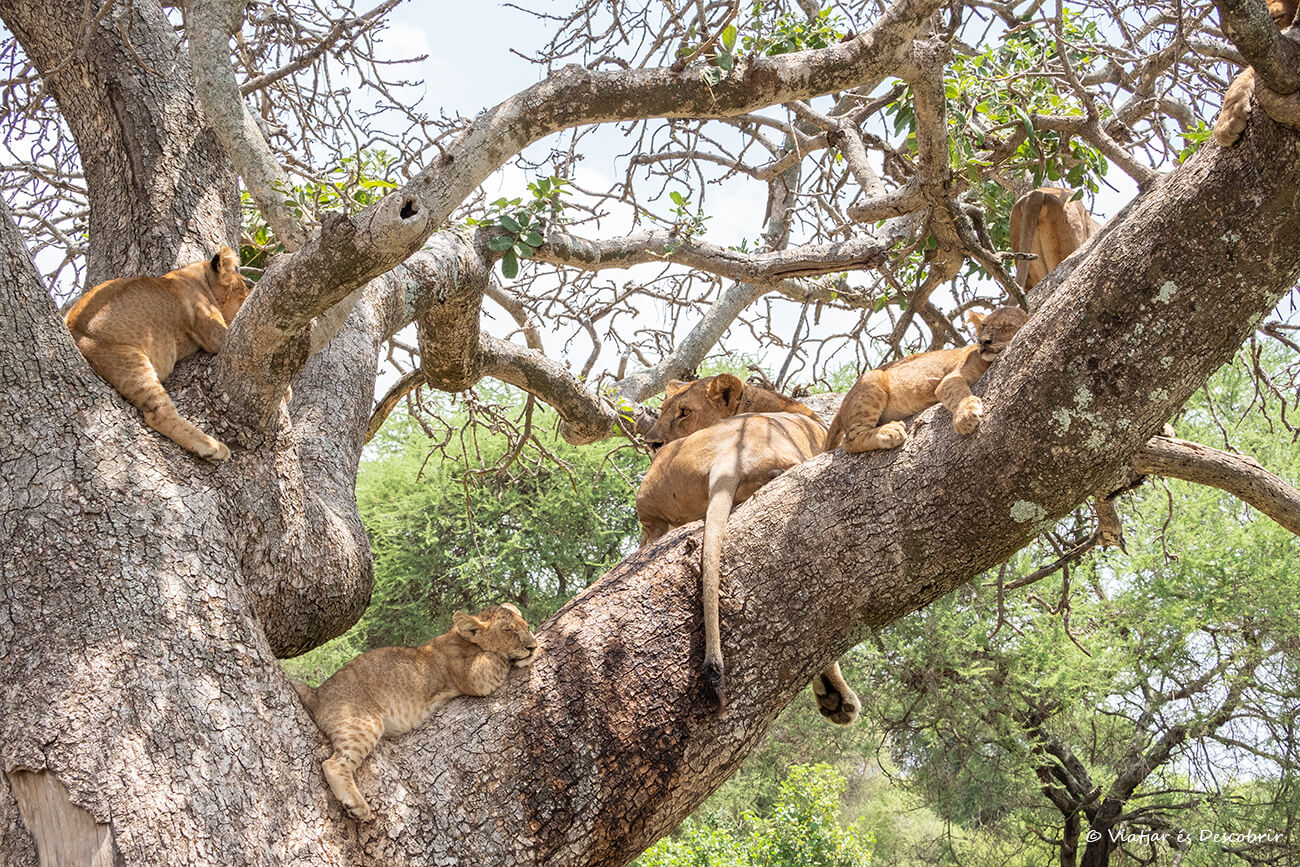 familia de leones durmiendo en un árbol en el Parque Nacional Tarangire al final de una ruta de safari por Tanzania en grupo