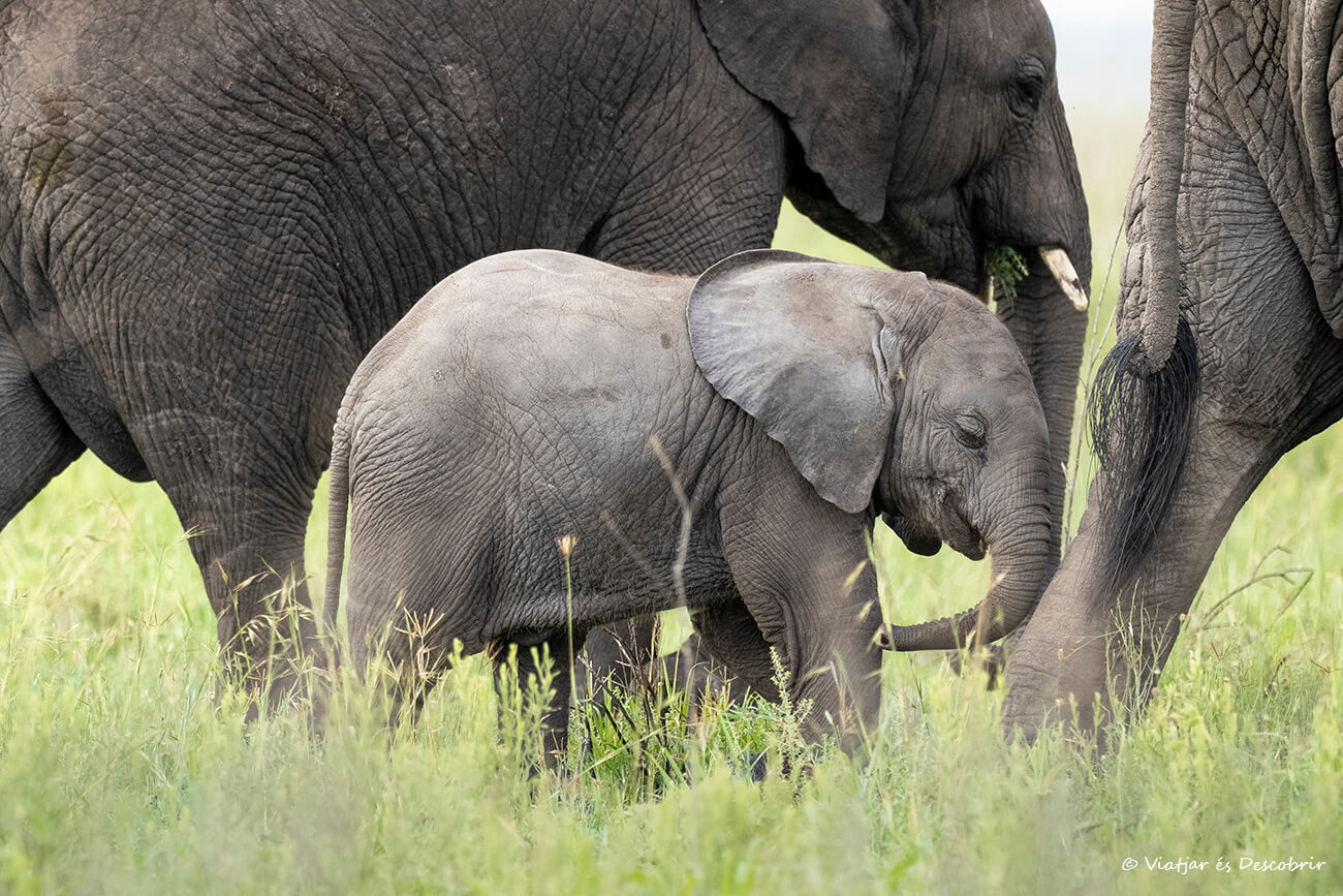 cria de elefante retratada durante un safari a Tanzania en grupo