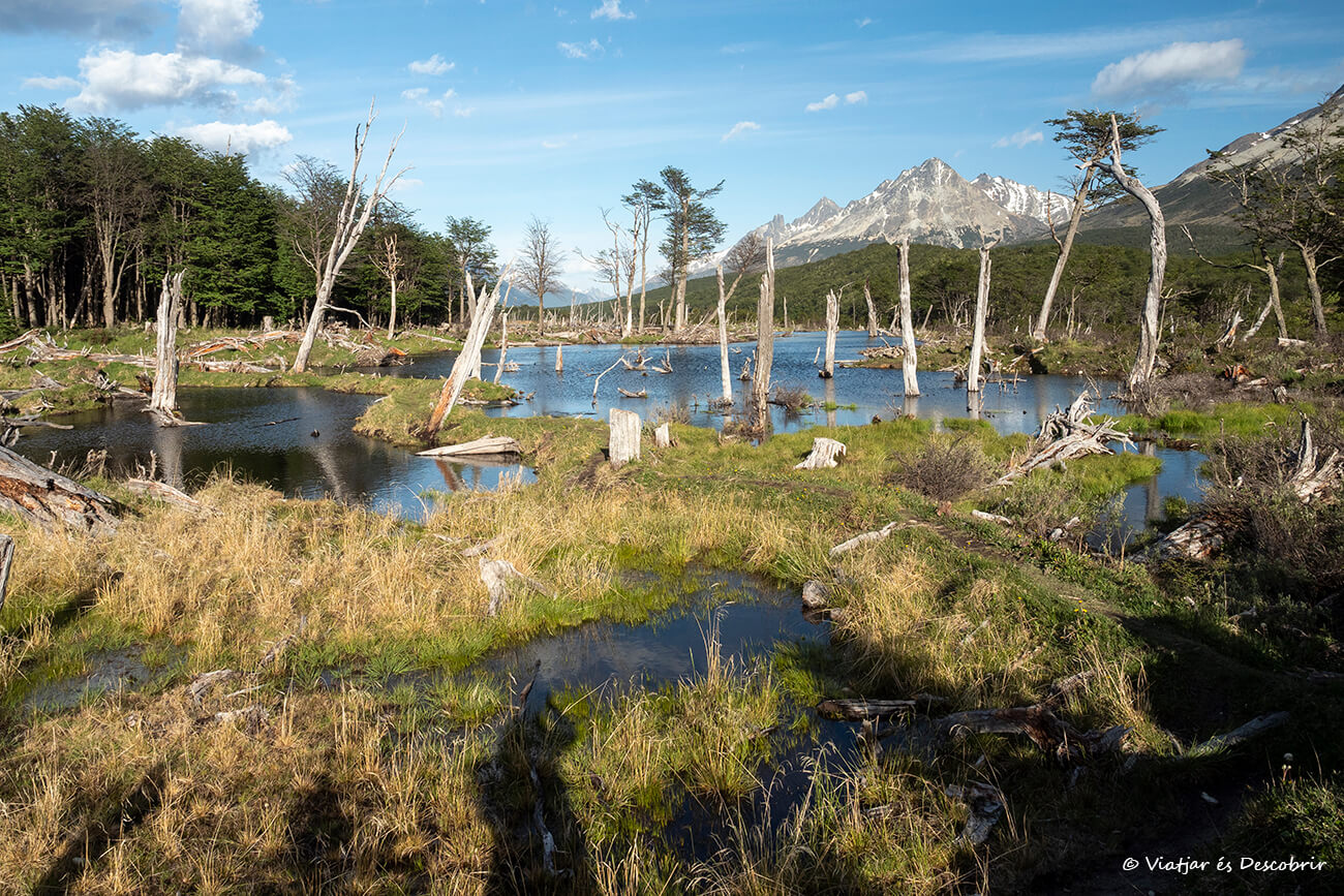 zona de turberas y pantanos durante el trekking a la Laguna Esmeralda