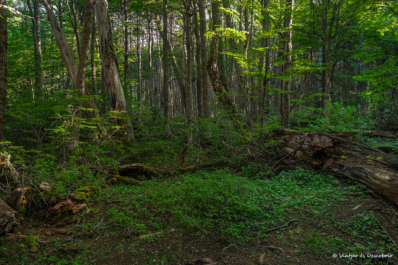 bosque verde típico de la Patagonia y de la isla de Tierra del Fuego