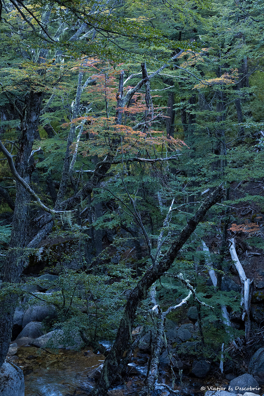 bosque con tonalidades de otoño dentro del Parque Nacional Nahuel Huapi en Bariloche