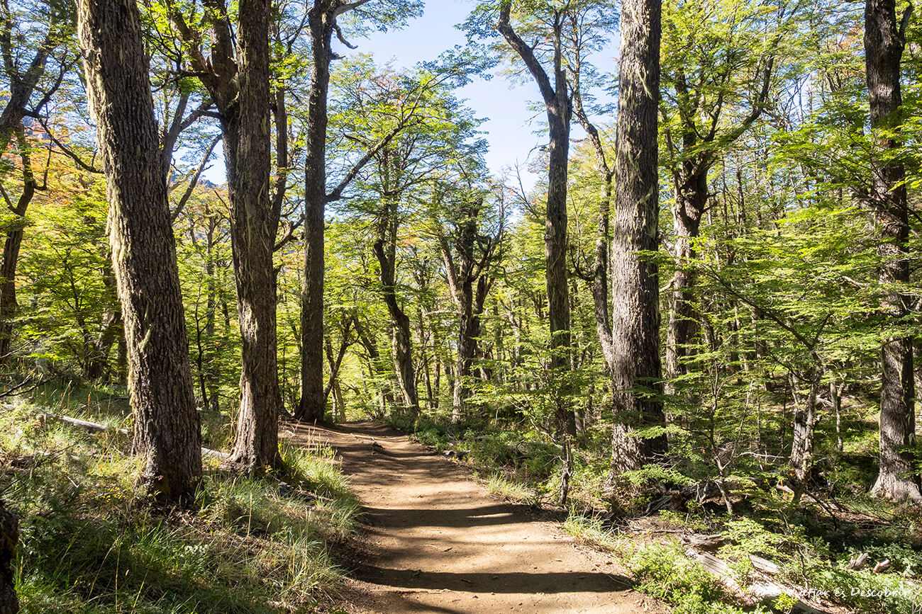 bosque patagónico en Bariloche