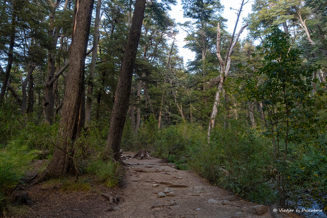 subida en el sendero al refugio Frey saliendo desde el Lago Gutiérrez al interior del Parque Nacional Nahuel Huapi