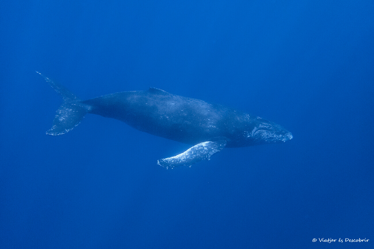 uno de los grandes momentos de viajar a la isla Reunión es poder nadar y ver ballenas