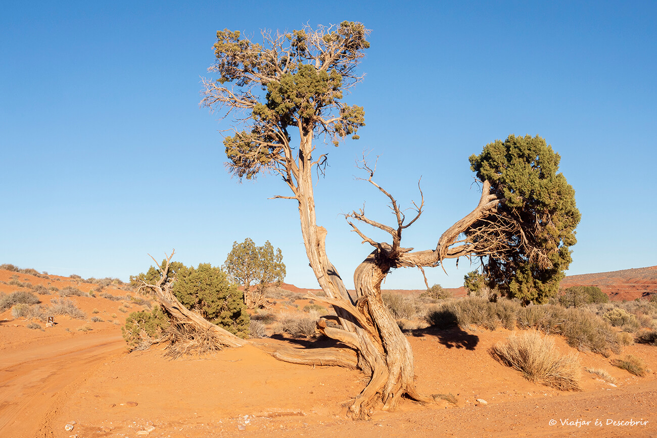 árbol solitario en el desierto durante la ruta por el Wildcat Trail