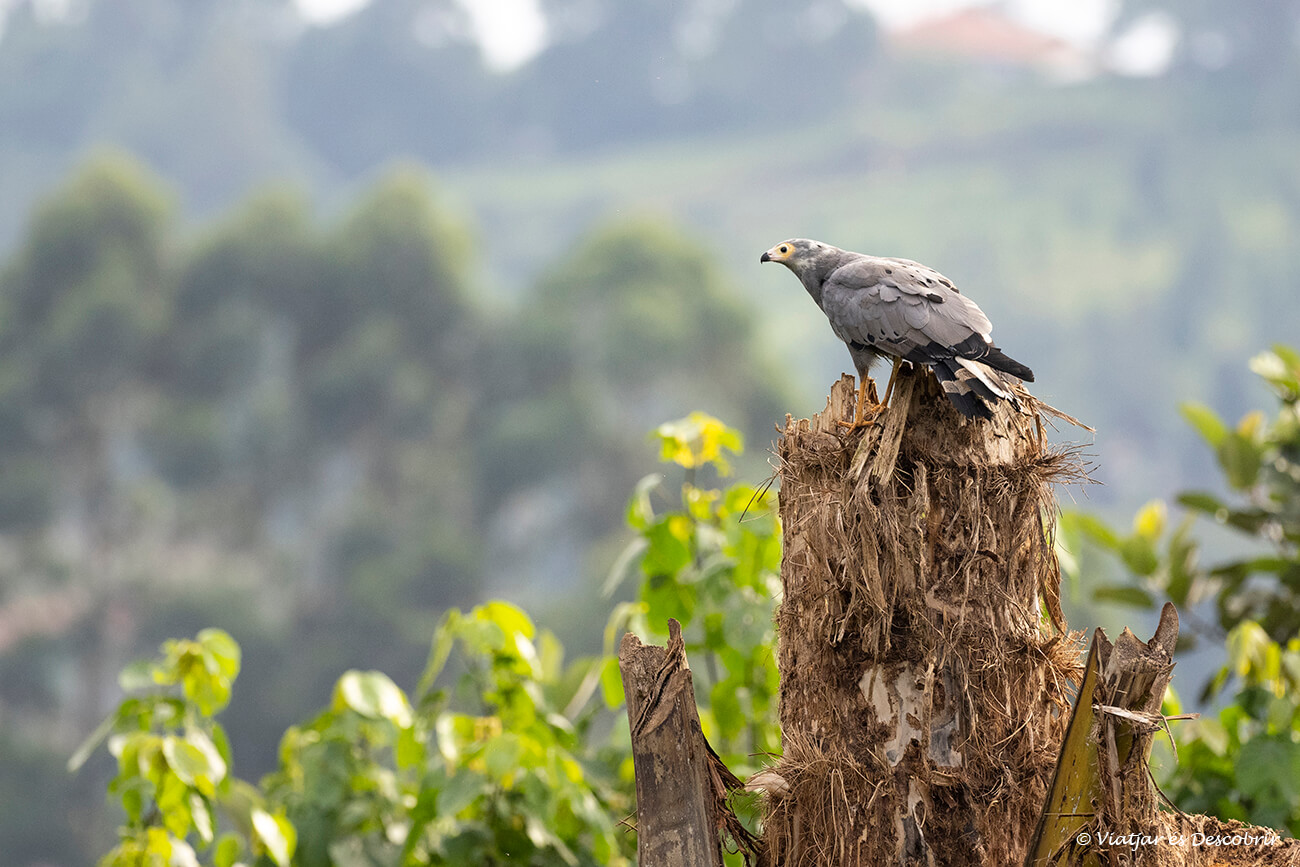 ave rapaz en una zona de vegetación cercana a la capital de Uganda