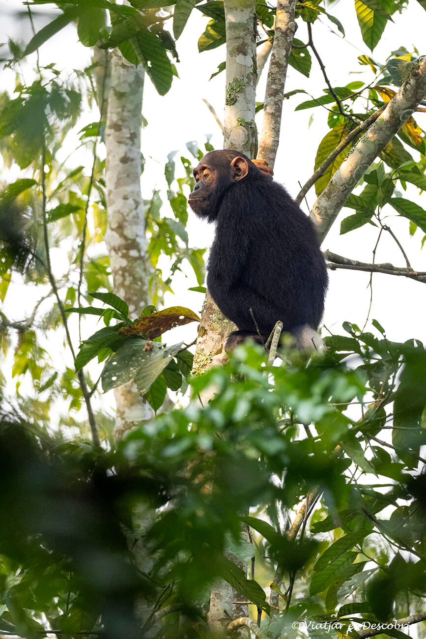 un chimpancé a lo alto de un árbol en una de las experiencias más bonitas y auténticas que se pueden vivir al viajar a Uganda