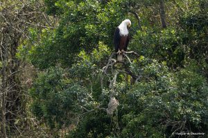 Lee más sobre el artículo ¿Merece la pena viajar a Uganda? Mi opinión sincera