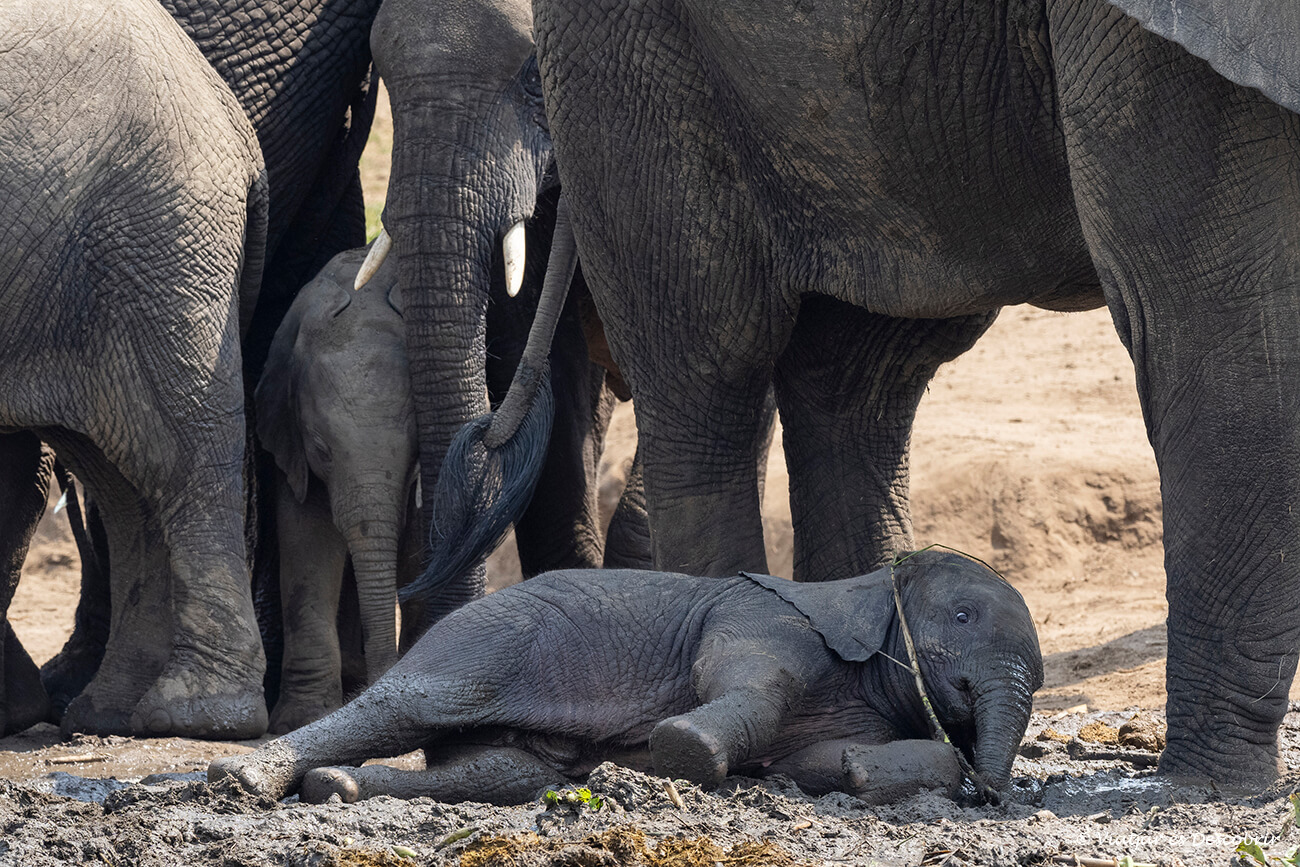 elefantes durante un safari en barca por Uganda