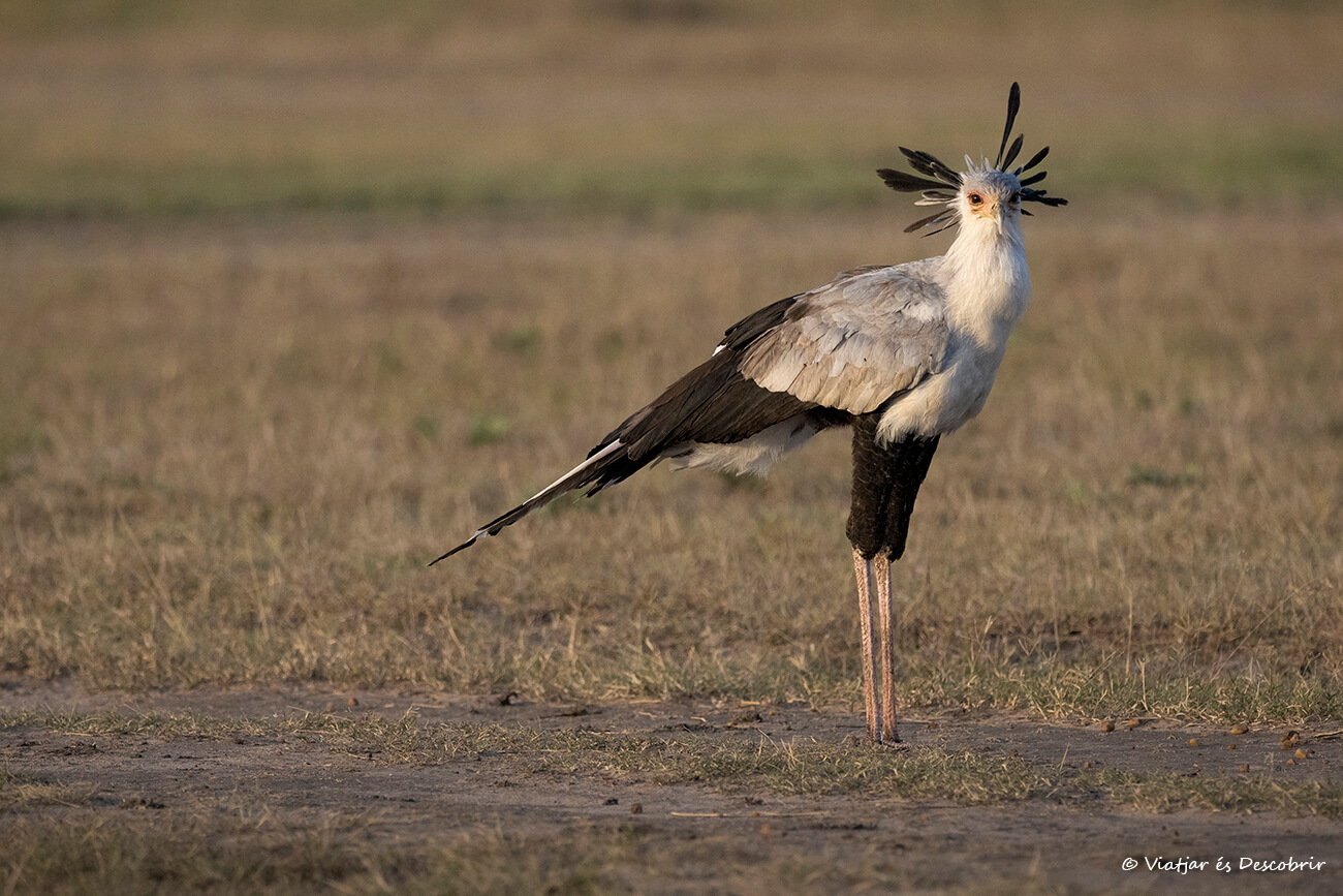 un pájaro secretario en la sabana de Kenia