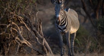 Mejores safaris en Kenia: parques y consejos para reservar