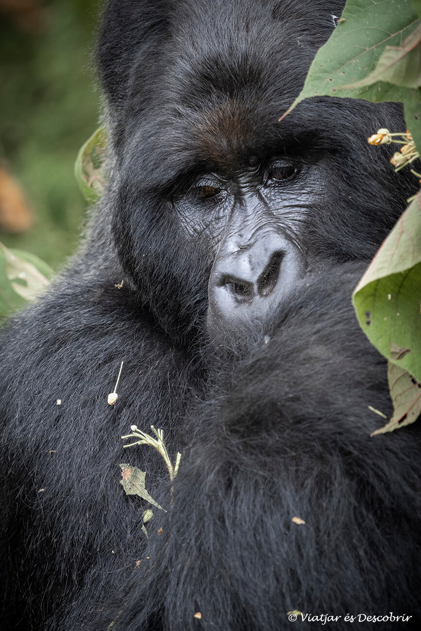 gorila de montaña de espalda plateada en la selva de Uganda