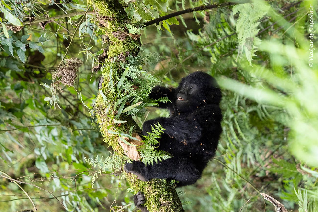 tener la oportunidad de ver gorilas de montaña en estado salvaje es un motivo suficiente por el que merece la pena viajar a Uganda
