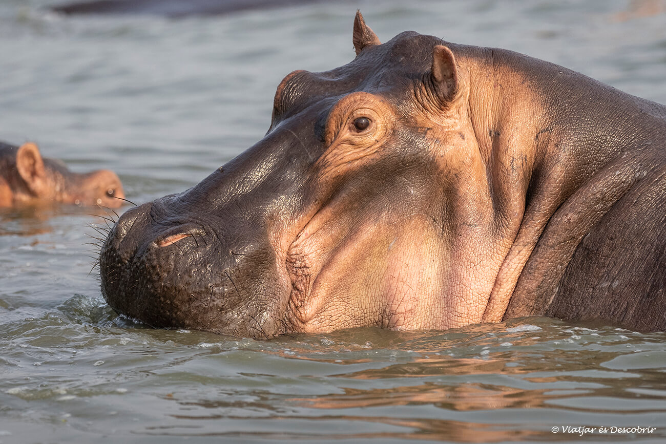 la posibilidad de ver hipopótamos desde el río a corta distancia es otra razón por la que merece la pena viajar a Uganda