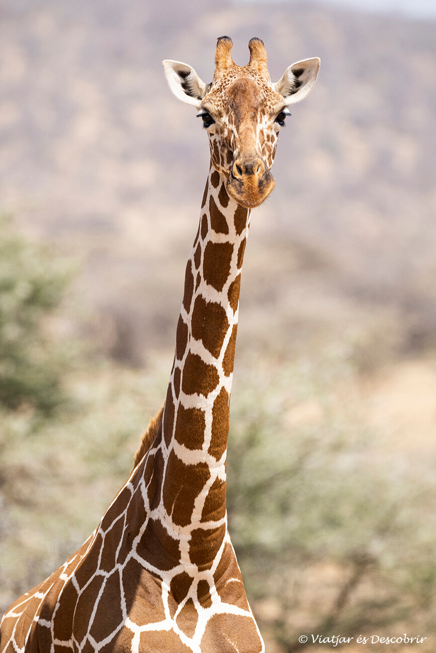 jirafa reticulada en Samburu que es uno de los mejores destinos de safaris en Kenia