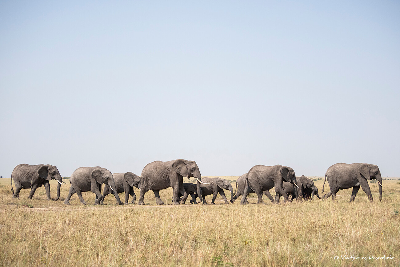 una familia de elefantes caminando de forma organizada en uno de los mejores safaris en Kenia