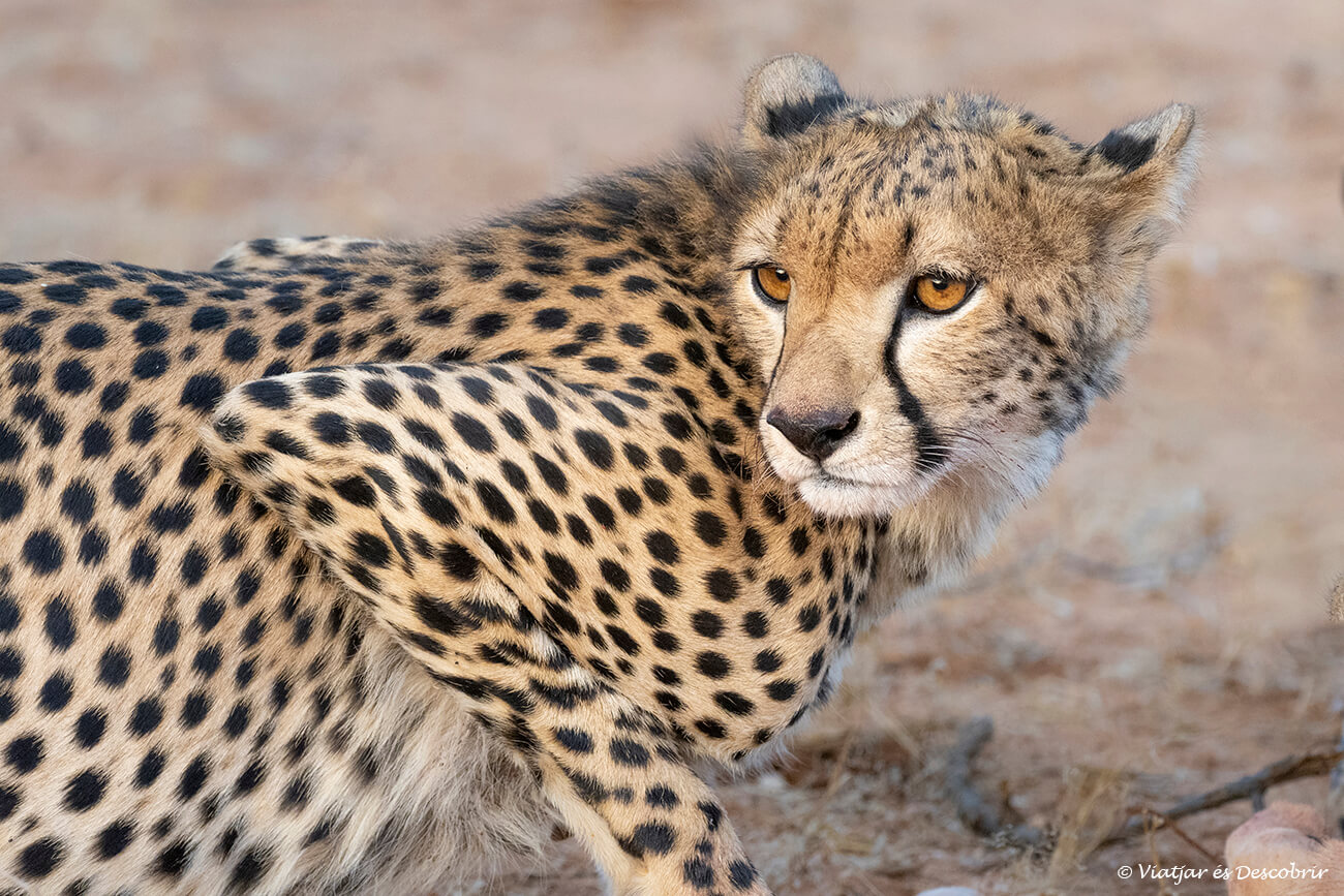 primer plano de un guepardo en Samburu como un gran destino de safaris en Kenia