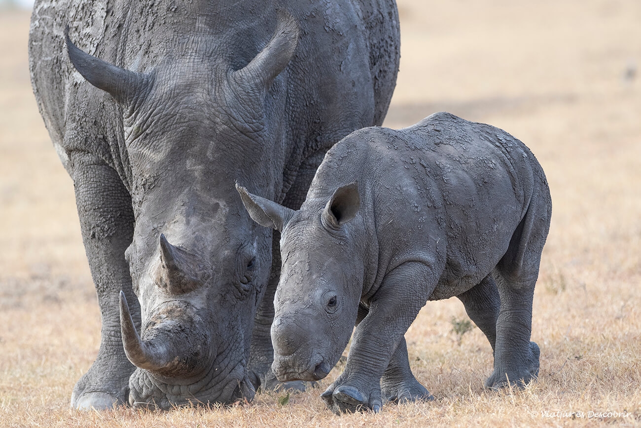 una cría de rinoceronte blanco y su cría en Ol Pejeta