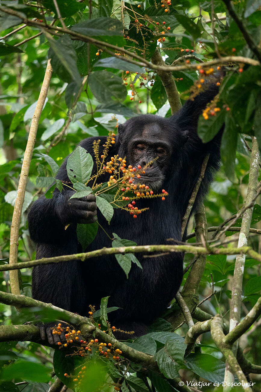chimpancé oliendo una planta dentro de la selva del Parque Nacional Kibale en Uganda