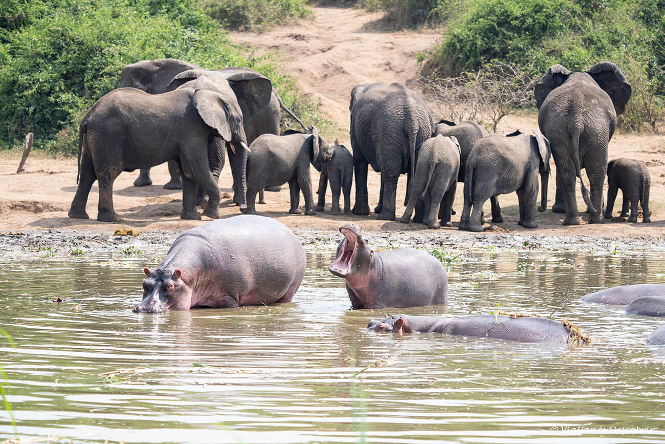 río caudaloso con hipopótamos y elefantes en Uganda