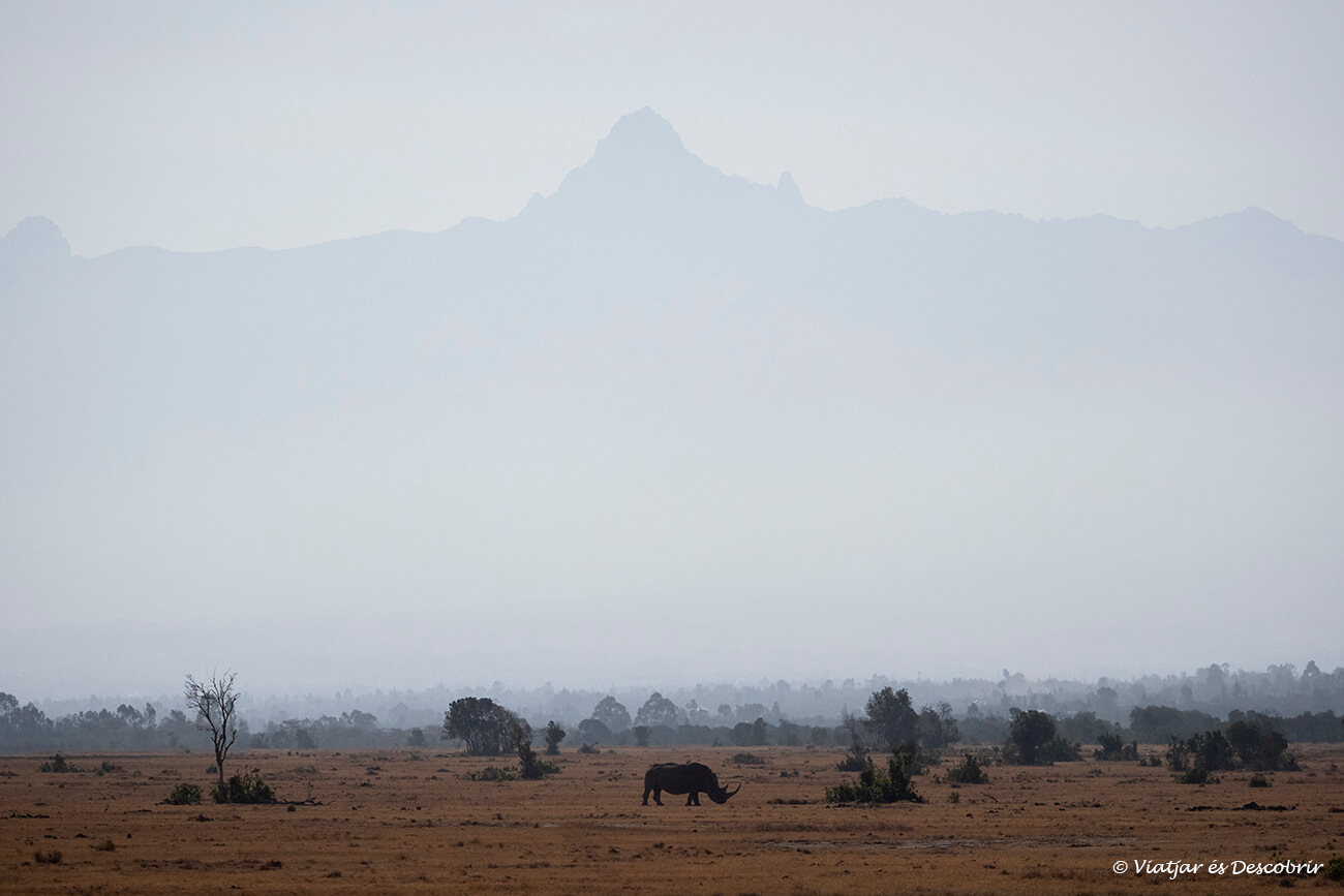 rinoceronte y la silueta del Monte Kenia