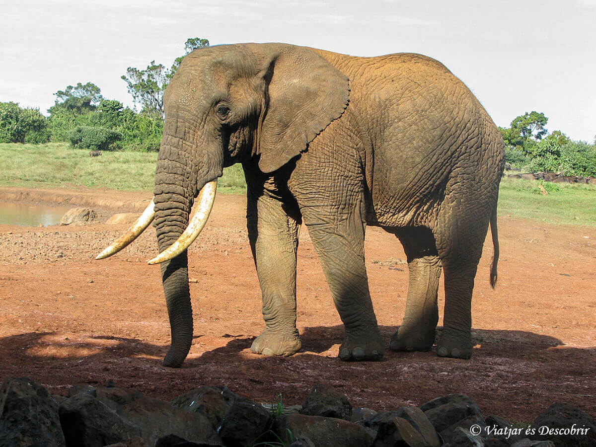 elefante fotografiado en el Parque Nacional Aberdare frente el hotel