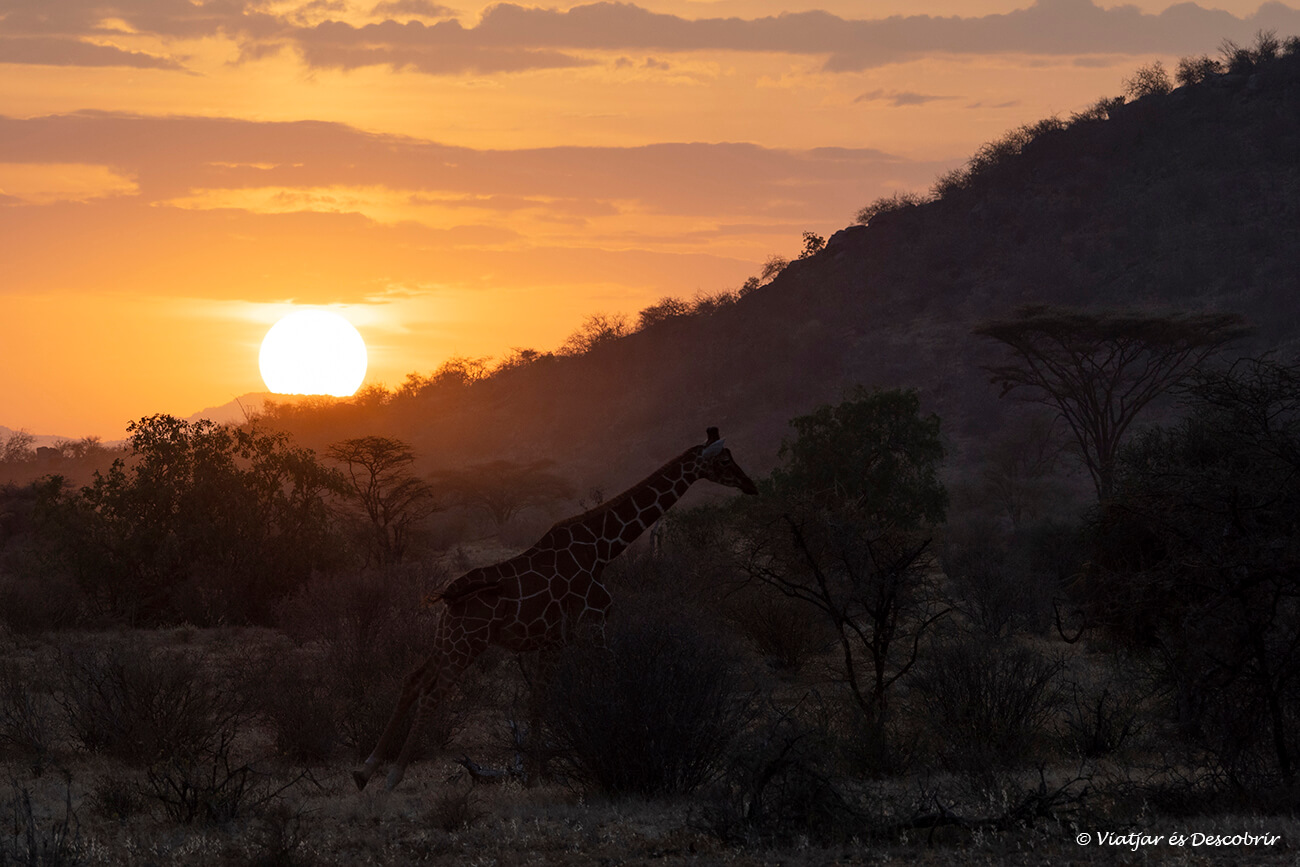 precioso amanecer con la silueta de una jirafa en uno de los mejores safaris en Kenia por la zona semiárida de Samburu