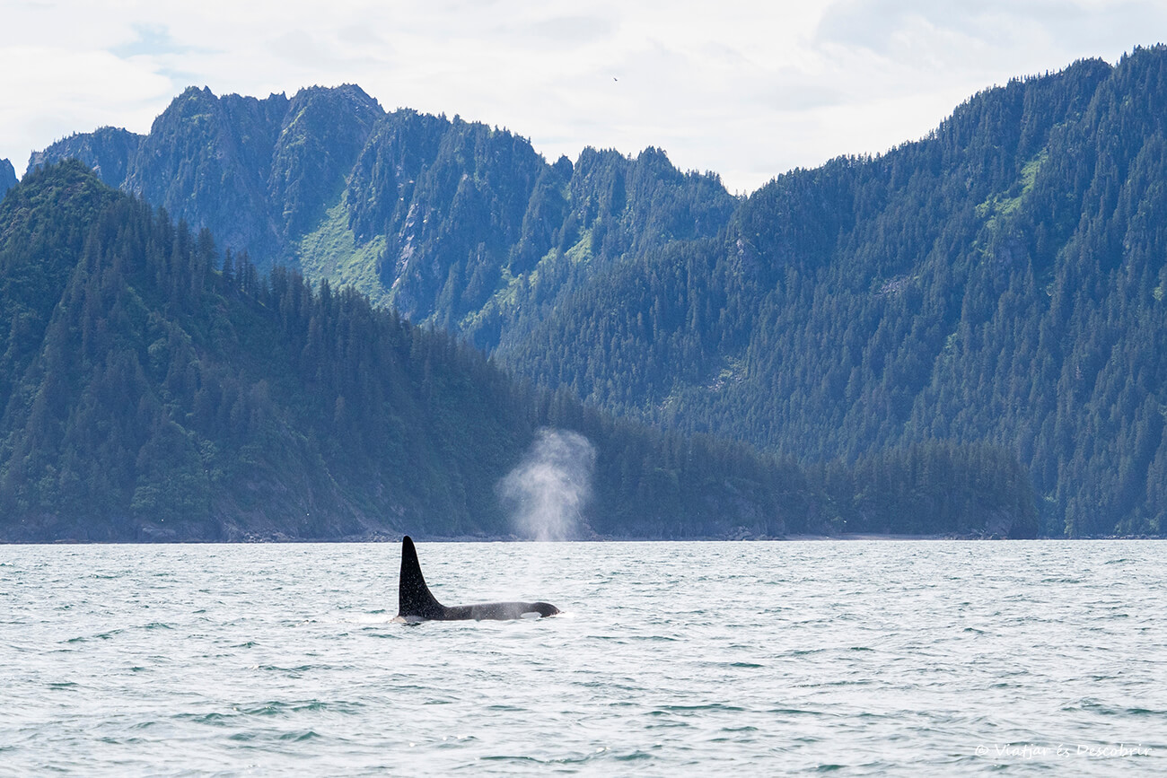 orca en Alaska durante un viaje bien conectado gracias a eSimFLAG