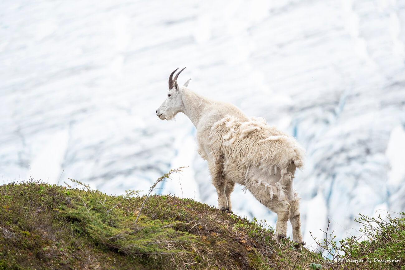 escena de una cabra blanca en Alaska durante el viaje en el que pude usar una eSIM de eSimFLAG para tener mi propia experiencia y opinión
