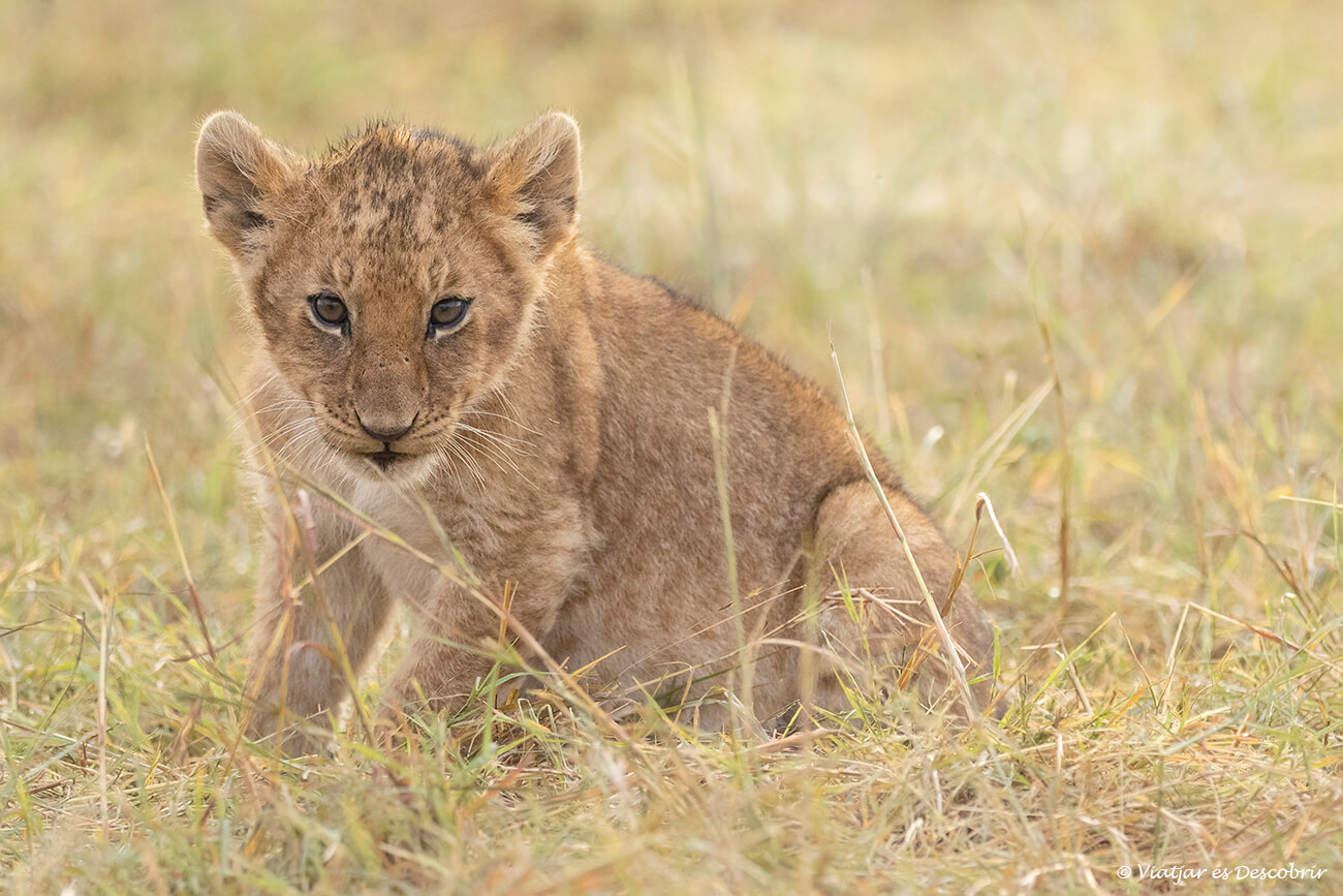 cría de león fotografiada durante un safari en Kenia barato con agencia local