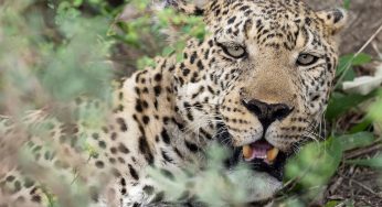 Cómo hacer un safari en Kenia barato: mi experiencia y consejos