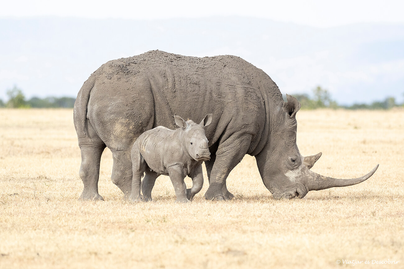 rinocerontes fotografiados durante un safari barato en Kenia