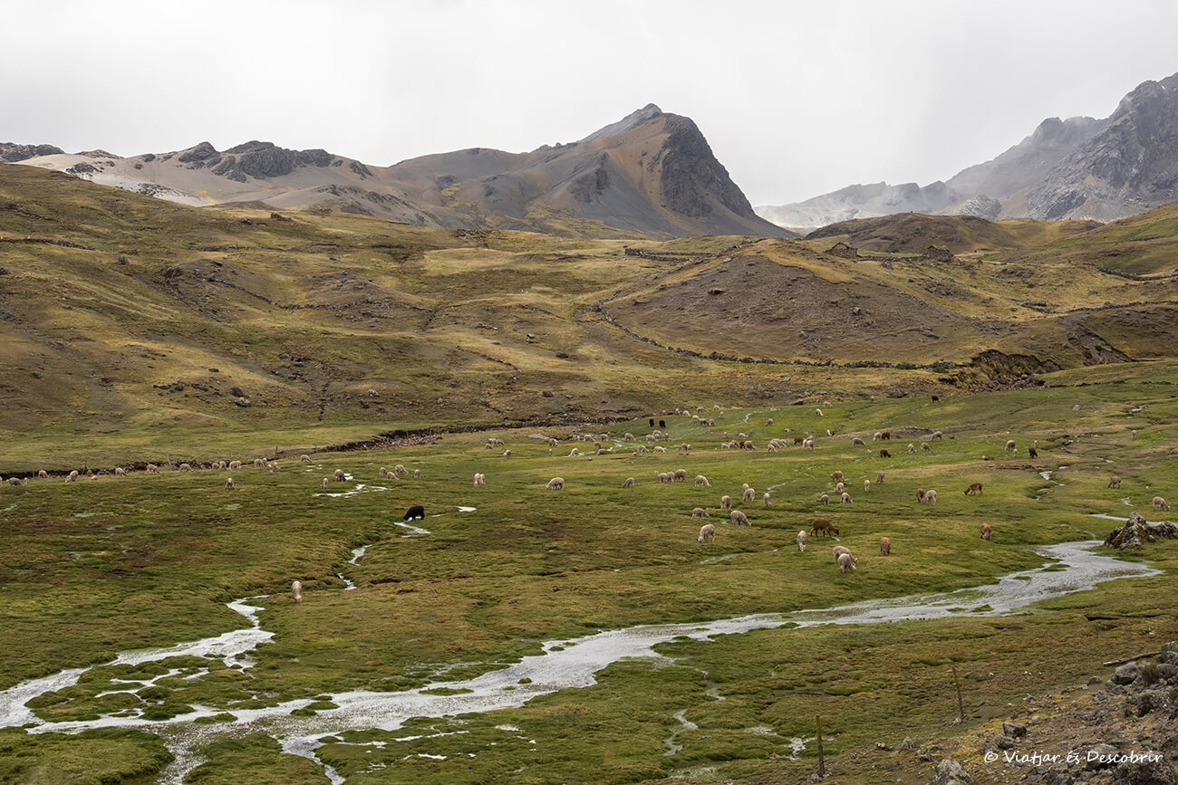 río donde pastan alpacas en la zona de las 7 Lagunas de Ausangate