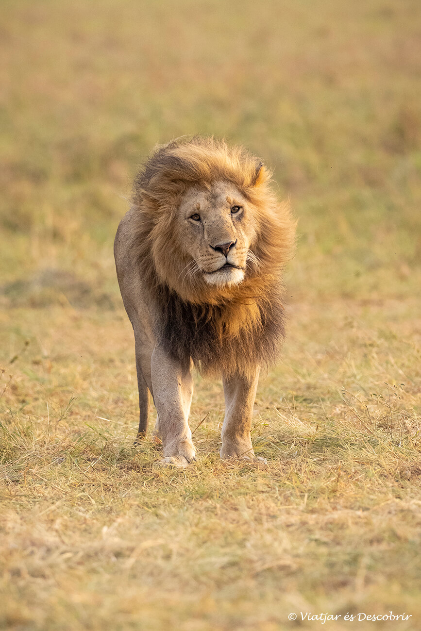 león al amanecer fotografiado en un safari barato por Kenia por libre