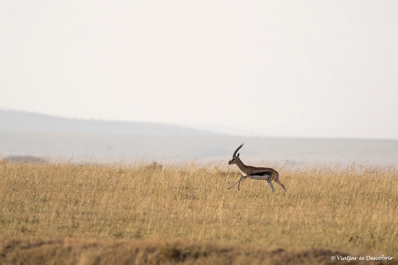 gasela en un safari barato por el Masai Mara