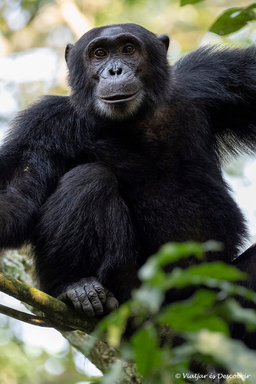 la selva de Kibale es un sitio que ver en Kibale por la gran oportunidad de avistar chimpancés