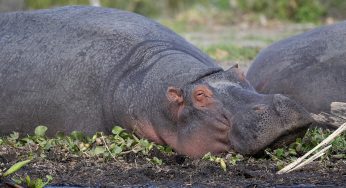 Dónde alojarse en Nairobi: mejores zonas y hoteles