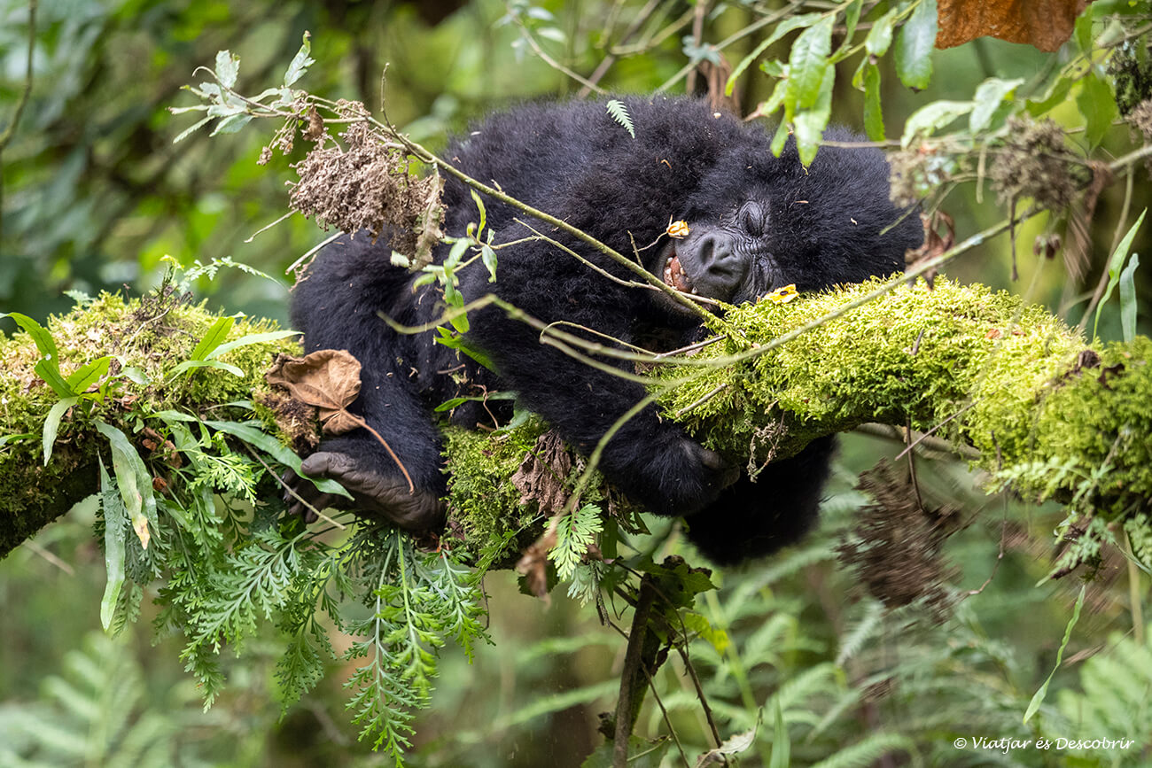 sin duda algo maravillosa que ver en Uganda son los gorilas de montaña en estado salvaje
