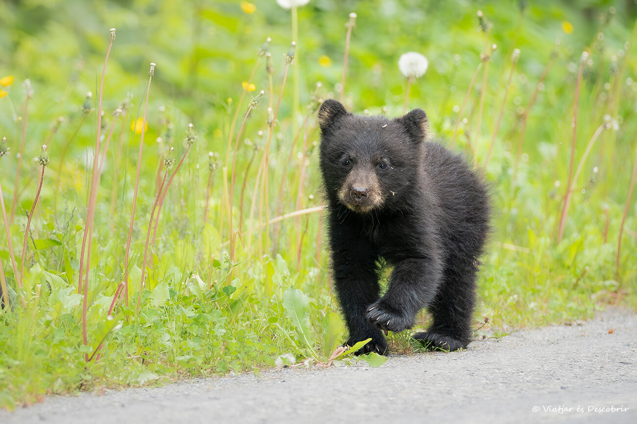 un pequeño oso durante la experiencia de conocer Canadá con tranquilidad con un buen seguro de Working Holiday
