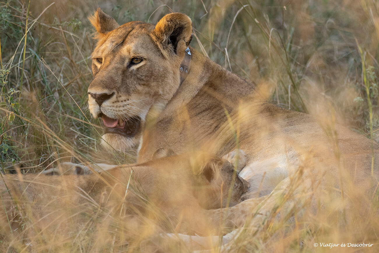 tener la oportunidad de ver leones en Uganda es un momento mágico en un safari