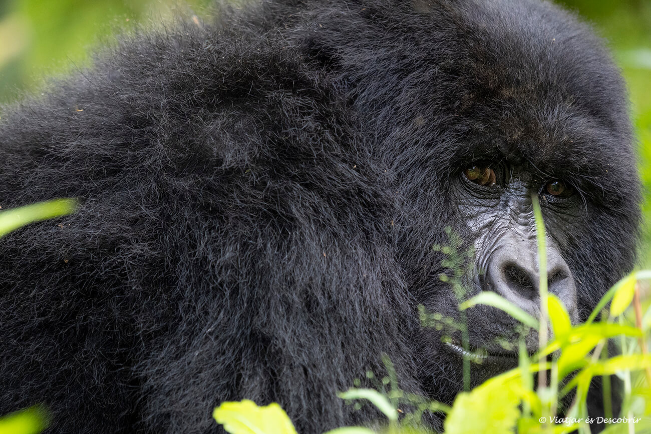 en Uganda se puede ver gorilas en dos parques nacionales diferentes