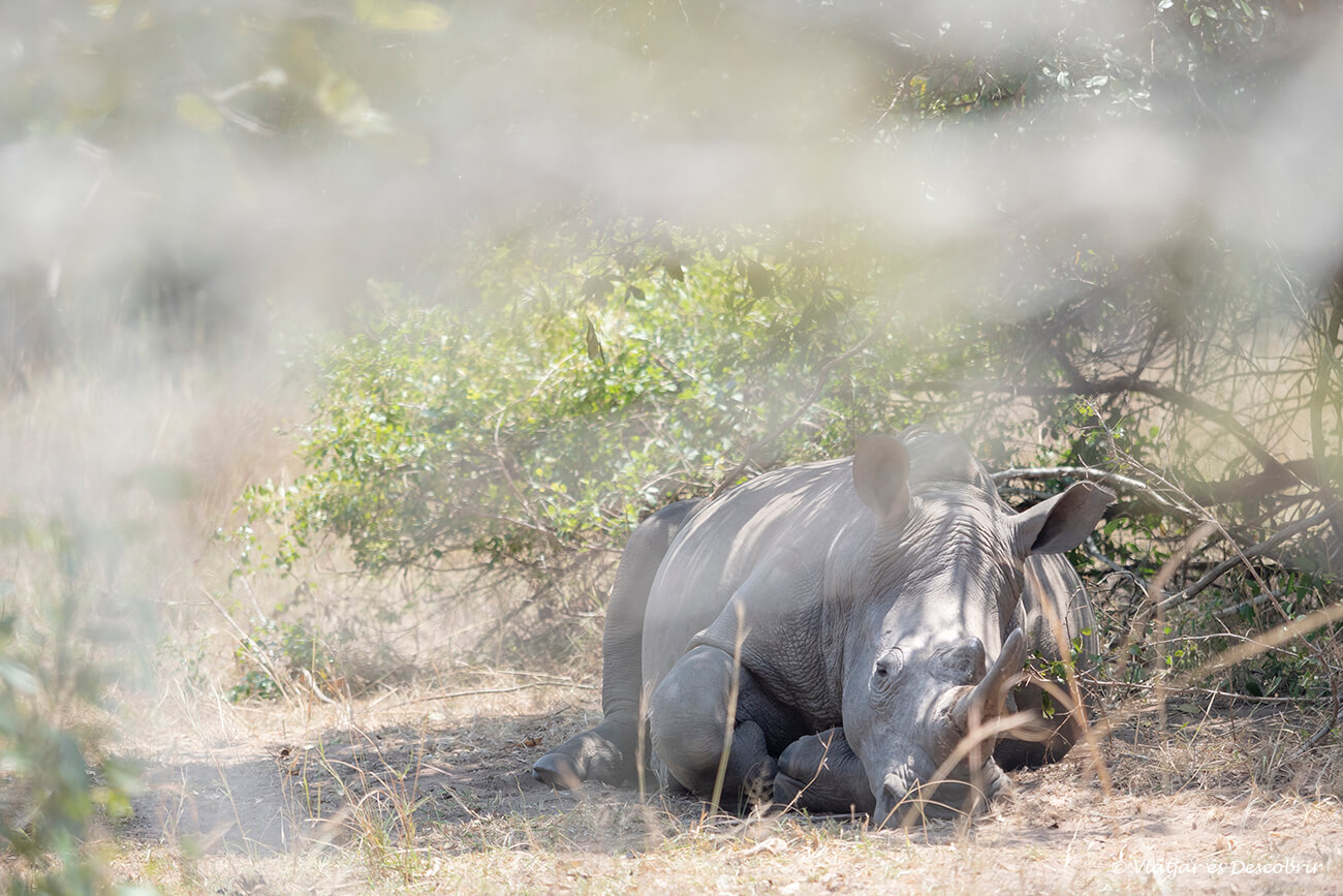 en Uganda no se pueden ver rinocerontes en estado salvaje pero hay un proyecto de conservación que merece mucho la pena visitarlo