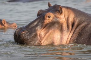 Lee más sobre el artículo Qué ver en Uganda: 10 razones para visitar este país en 2026