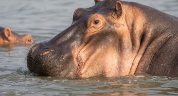 Qué ver en Uganda: 10 razones para visitar este país en 2026