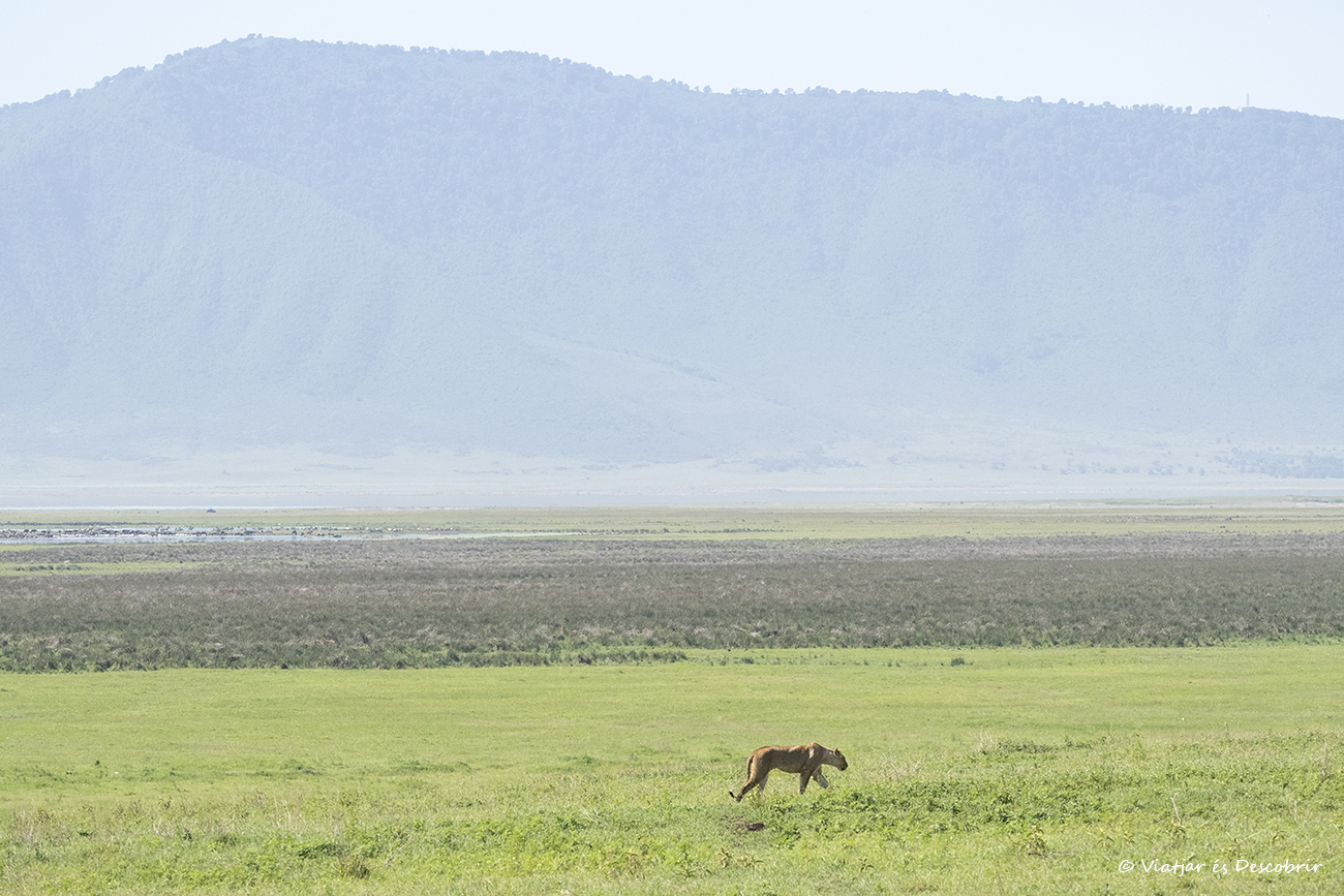 merece la pena viajar a Tanzania y hacer un safari en el crácter del Ngorongoro para poder ver escenas de leones y otros muchos mamíferos